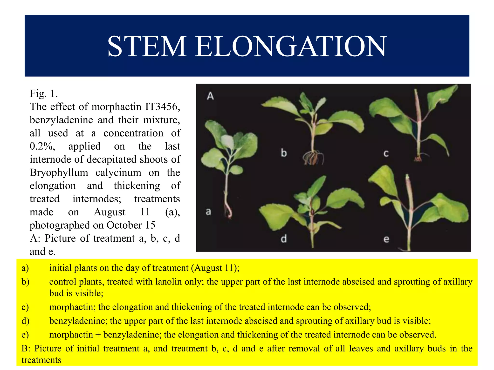 STEM ELONGATION
a) initial plants on the day of treatment (August 11);
b) control plants, treated with lanolin only; the upper part of the last internode abscised and sprouting of axillary
bud is visible;
c) morphactin; the elongation and thickening of the treated internode can be observed;
d) benzyladenine; the upper part of the last internode abscised and sprouting of axillary bud is visible;
e) morphactin + benzyladenine; the elongation and thickening of the treated internode can be observed.
B: Picture of initial treatment a, and treatment b, c, d and e after removal of all leaves and axillary buds in the
treatments
Fig. 1.
The effect of morphactin IT3456,
benzyladenine and their mixture,
all used at a concentration of
0.2%, applied on the last
internode of decapitated shoots of
Bryophyllum calycinum on the
elongation and thickening of
treated internodes; treatments
made on August 11 (a),
photographed on October 15
A: Picture of treatment a, b, c, d
and e.
 