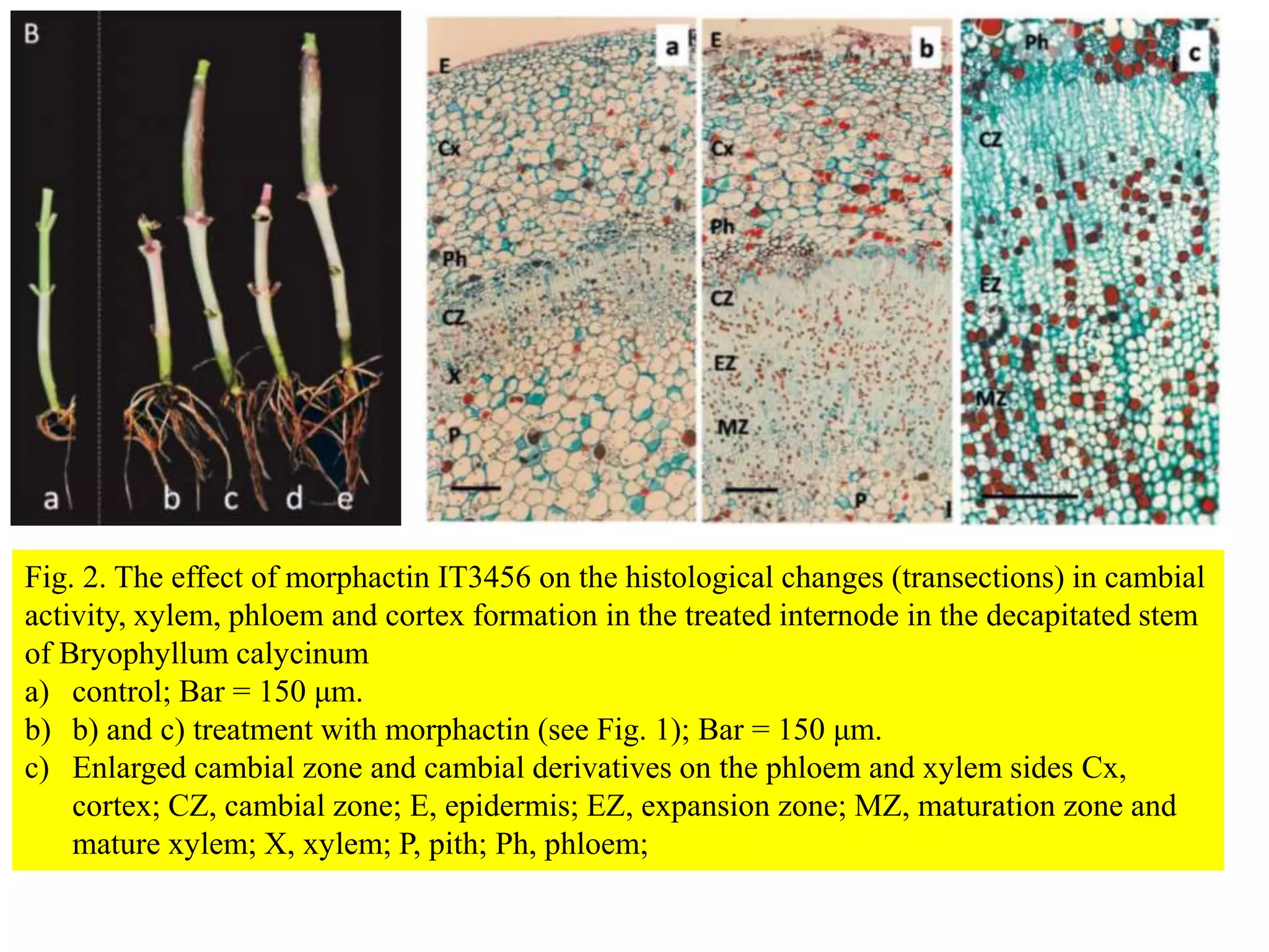 Fig. 2. The effect of morphactin IT3456 on the histological changes (transections) in cambial
activity, xylem, phloem and cortex formation in the treated internode in the decapitated stem
of Bryophyllum calycinum
a) control; Bar = 150 μm.
b) b) and c) treatment with morphactin (see Fig. 1); Bar = 150 μm.
c) Enlarged cambial zone and cambial derivatives on the phloem and xylem sides Cx,
cortex; CZ, cambial zone; E, epidermis; EZ, expansion zone; MZ, maturation zone and
mature xylem; X, xylem; P, pith; Ph, phloem;
 