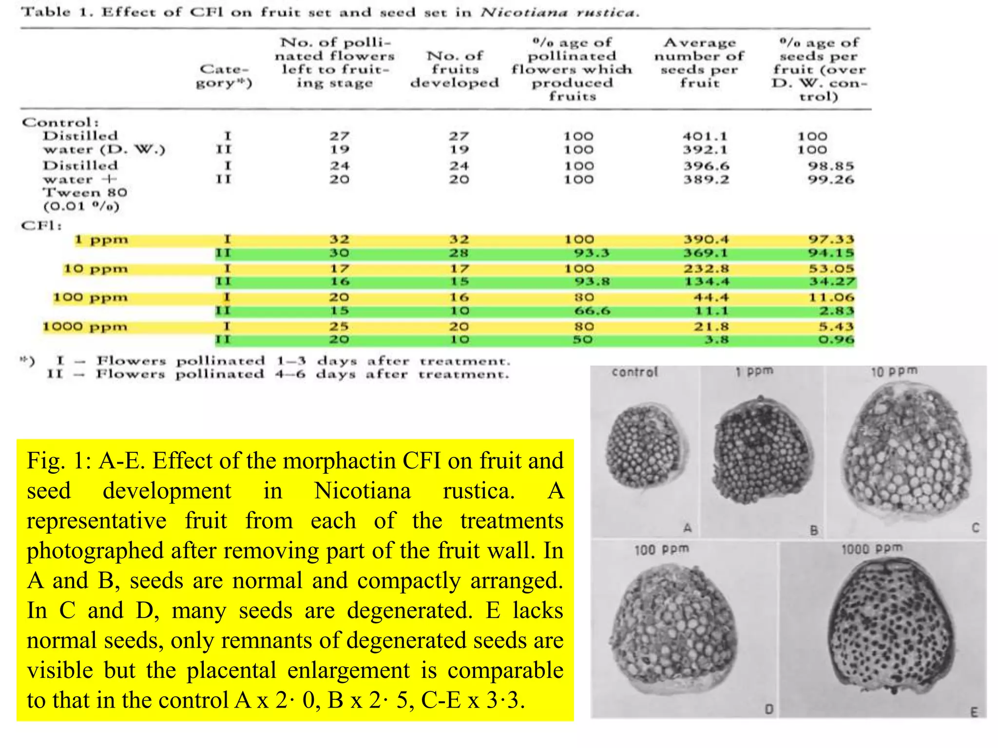 Fig. 1: A-E. Effect of the morphactin CFI on fruit and
seed development in Nicotiana rustica. A
representative fruit from each of the treatments
photographed after removing part of the fruit wall. In
A and B, seeds are normal and compactly arranged.
In C and D, many seeds are degenerated. E lacks
normal seeds, only remnants of degenerated seeds are
visible but the placental enlargement is comparable
to that in the control A x 2· 0, B x 2· 5, C-E x 3·3.
 