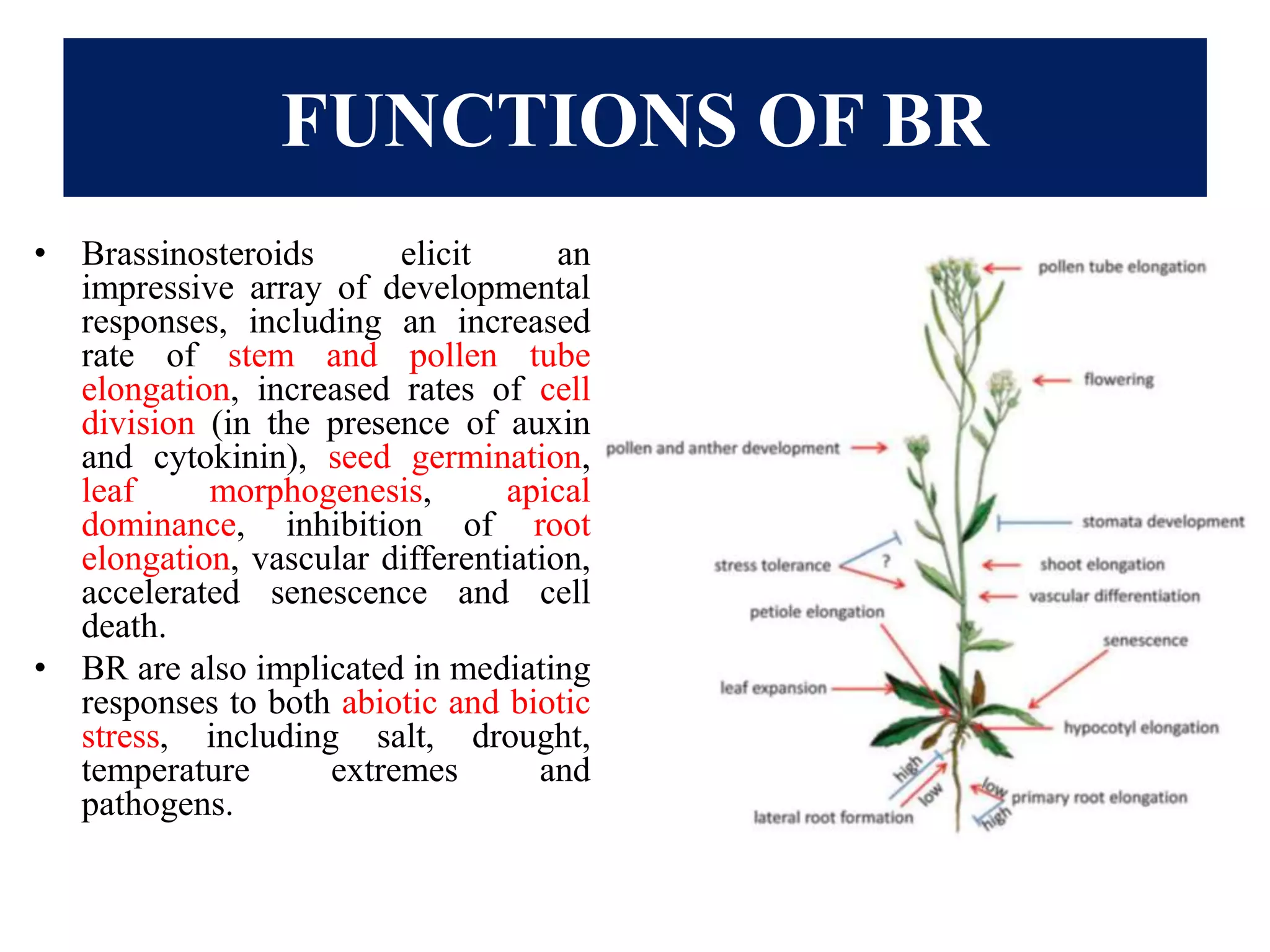FUNCTIONS OF BR
• Brassinosteroids elicit an
impressive array of developmental
responses, including an increased
rate of stem and pollen tube
elongation, increased rates of cell
division (in the presence of auxin
and cytokinin), seed germination,
leaf morphogenesis, apical
dominance, inhibition of root
elongation, vascular differentiation,
accelerated senescence and cell
death.
• BR are also implicated in mediating
responses to both abiotic and biotic
stress, including salt, drought,
temperature extremes and
pathogens.
 