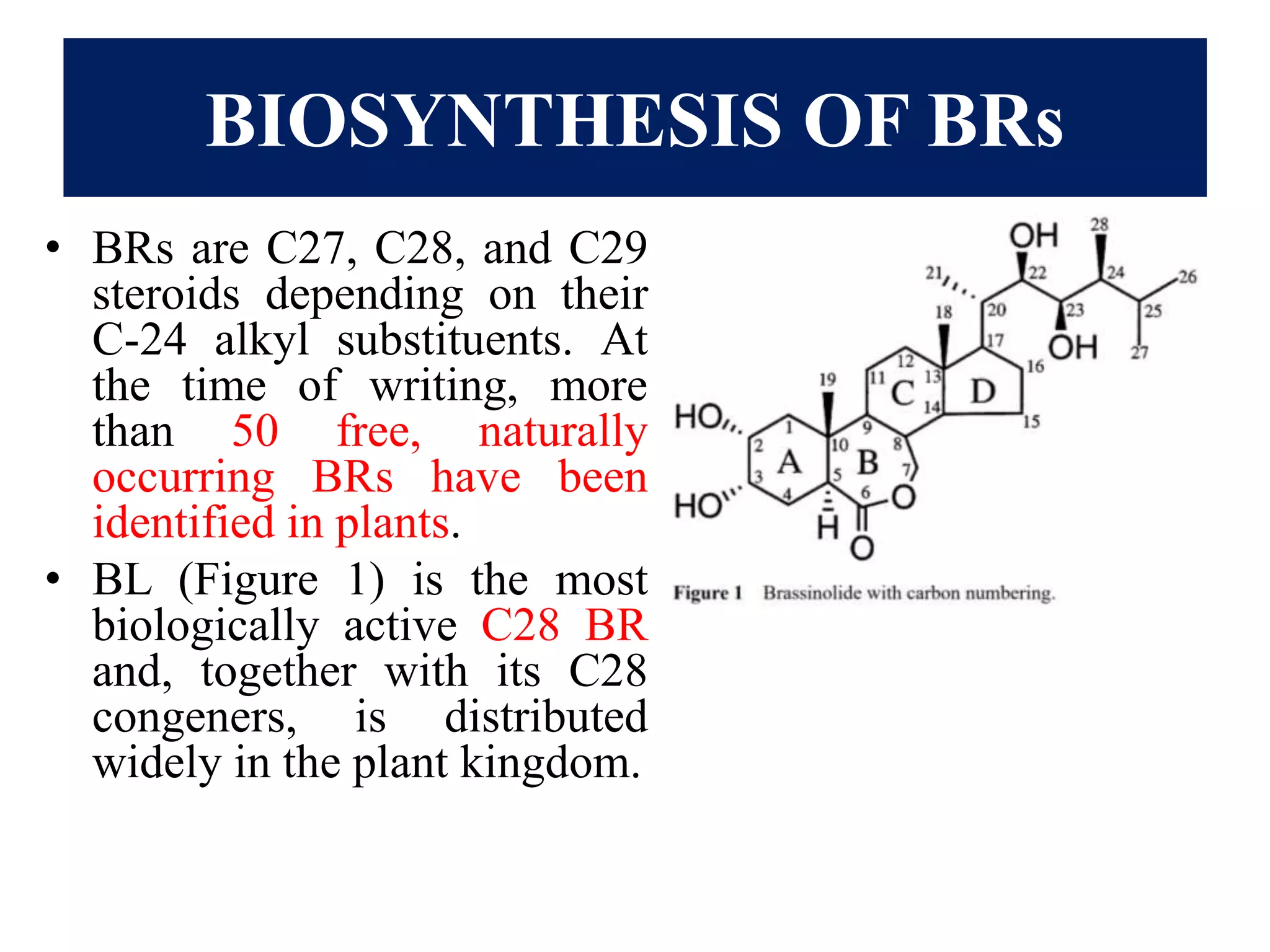 BIOSYNTHESIS OF BRs
• BRs are C27, C28, and C29
steroids depending on their
C-24 alkyl substituents. At
the time of writing, more
than 50 free, naturally
occurring BRs have been
identified in plants.
• BL (Figure 1) is the most
biologically active C28 BR
and, together with its C28
congeners, is distributed
widely in the plant kingdom.
 