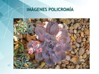 42
IMÁGENES POLICROMÍA
 