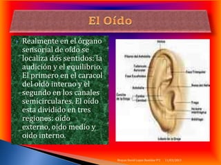    Realmente en el órgano
    sensorial de oído se
    localiza dos sentidos: la
    audición y el equilibrio.
    El primero en el caracol
    del oído interno y el
    segundo en los canales
    semicirculares. El oído
    esta dividido en tres
    regiones: oído
    externo, oído medio y
    oido interno.

                                Brayan David Lopez Bastidas 9°2   11/03/2013
 