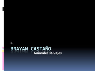 8-

BRAYAN CASTAÑO
       Animales salvajes
 