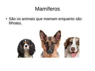 Mamíferos
● São os animais que mamam enquanto são
filhotes.
 