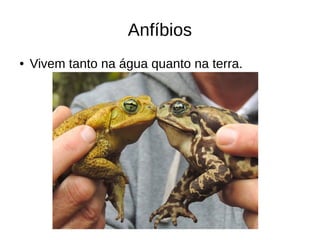 Anfíbios
● Vivem tanto na água quanto na terra.
 