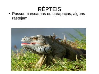RÉPTEIS
● Possuem escamas ou carapaças, alguns
rastejam.
 