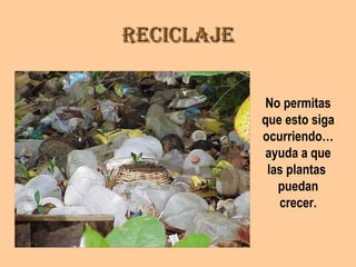 ReciclajeReciclaje
No permitas
que esto siga
ocurriendo…
ayuda a que
las plantas
puedan
crecer.
 