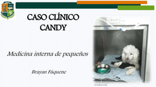CASO CLÍNICO
CANDY
Brayan Fúquene
Medicina interna de pequeños
Foto tomada por el autor.
 