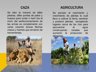 CAZA
Se ideo la manera de tallar
piedras, afilar puntas de palos y
huesos para cortar o herir fue el
inicio del perfeccionamiento de
las armas se complemento con
varas creando lanzas flechas
mazos y hachas que sirvieron de
herramientas.
AGRICULTURA
Se percato el nacimiento y
crecimiento de plantas lo cual
llevo a cultivar la tierra, sembrar
y producir plantas escogiendo
lugares cerca de los ríos para
aprovechar el agua
construyendo canales que
aumento la producción de
alimentos.
 