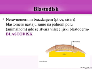 Blastodisk
• Neravnomernim brazdanjem (ptice, sisari)
blastomere nastaju samo na jednom polu
(animalnom) gde se stvara višećelijski blastoderm-
BLASTODISK.
 