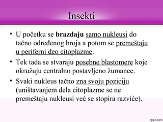 Insekti
• U početku se brazdaju samo nukleusi do
tačno određenog broja a potom se premeštaju
u periferni deo citoplazme.
• Tek tada se stvaraju posebne blastomere koje
okružuju centralno postavljeno žumance.
• Svaki nukleus tačno zna svoju poziciju
(uništavanjem dela citoplazme se ne
premeštaju nukleusi već se stopira razviće).
 