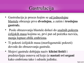 Gastrulacija
• Gastrulacija je proces kojim se od jednoslojne
blastule obrazuje prvo dvoslojna, a zatim i troslojna
gastrula.
• Posle obrazovanja blastule dolazi do snažnih pokreta
ćelijskih masa kojima se, prvi put od početka razvića,
menja loptast oblik embriona.
• Ti pokreti ćelijskih masa (morfogenetski pokreti)
dovode do obrazovanja gastrule.
• Slojevi gastrule dobijaju naziv klicini listići i
predstavljaju osnovu od koje će nastati svi organi
kako embriona tako i odrasle jedinke.
 