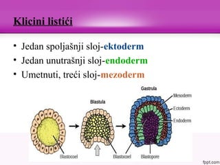 Klicini listići
• Jedan spoljašnji sloj-ektoderm
• Jedan unutrašnji sloj-endoderm
• Umetnuti, treći sloj-mezoderm
 