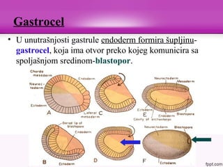 Gastrocel
• U unutrašnjosti gastrule endoderm formira šupljinu-
gastrocel, koja ima otvor preko kojeg komunicira sa
spoljašnjom sredinom-blastopor.
 