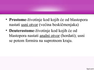 • Prostome-životinje kod kojih će od blastopora
nastati usni otvor (većina beskičmenjaka)
• Deuterostome-životinje kod kojih će od
blastopora nastati analni otvor (hordati); usni
se potom formira na suprotnom kraju.
 