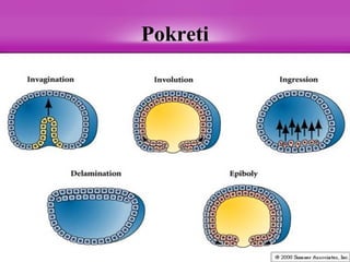 Pokreti
 