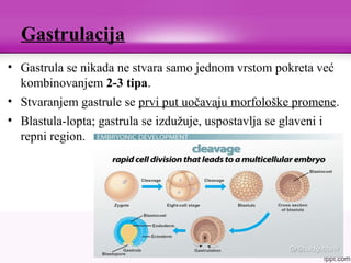 Gastrulacija
• Gastrula se nikada ne stvara samo jednom vrstom pokreta već
kombinovanjem 2-3 tipa.
• Stvaranjem gastrule se prvi put uočavaju morfološke promene.
• Blastula-lopta; gastrula se izdužuje, uspostavlja se glaveni i
repni region.
 