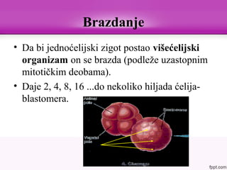 Brazdanje
• Da bi jednoćelijski zigot postao višećelijski
organizam on se brazda (podleže uzastopnim
mitotičkim deobama).
• Daje 2, 4, 8, 16 ...do nekoliko hiljada ćelija-
blastomera.
 