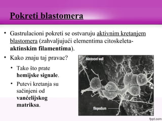 Pokreti blastomera
• Gastrulacioni pokreti se ostvaruju aktivnim kretanjem
blastomera (zahvaljujući elementima citoskeleta-
aktinskim filamentima).
• Kako znaju taj pravac?
• Tako što prate
hemijske signale.
• Putevi kretanja su
sačinjeni od
vanćelijskog
matriksa.
 