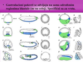 • Gastrulacioni pokreti se odvijaju na samo određenim
regionima blastule (ne na celoj). Specifićni su za vrstu.
 