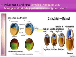 • Privremene strukture: dorzalna i ventralna usna
blastopora (kod žabe); primitivna traka (ptice i sisari).
 