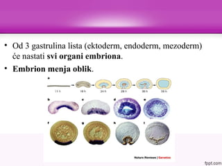 • Od 3 gastrulina lista (ektoderm, endoderm, mezoderm)
će nastati svi organi embriona.
• Embrion menja oblik.
 