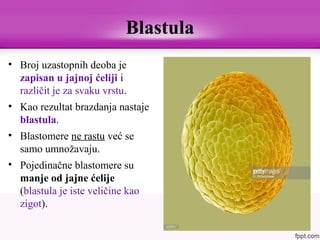 • Broj uzastopnih deoba je
zapisan u jajnoj ćeliji i
različit je za svaku vrstu.
• Kao rezultat brazdanja nastaje
blastula.
• Blastomere ne rastu već se
samo umnožavaju.
• Pojedinačne blastomere su
manje od jajne ćelije
(blastula je iste veličine kao
zigot).
Blastula
 