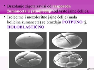• Brazdanje zigota zavisi od rasporeda
žumanceta u jajnoj ćeliji (od vrste jajne ćelije).
• Izolecitne i mezolecitne jajne ćelije (mala
količina žumanceta) se brazdaju POTPUNO tj.
HOLOBLASTIČNO.
 
