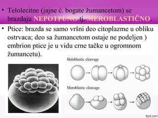 • Telolecitne (jajne ć. bogate žumancetom) se
brazdaju NEPOTPUNO tj. MEROBLASTIČNO.
• Ptice: brazda se samo vršni deo citoplazme u obliku
ostrvaca; deo sa žumancetom ostaje ne podeljen )
embrion ptice je u vidu crne tačke u ogromnom
žumancetu).
 