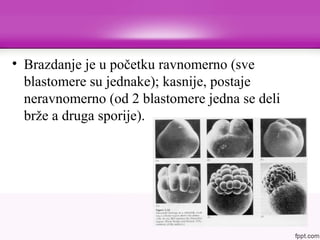 • Brazdanje je u početku ravnomerno (sve
blastomere su jednake); kasnije, postaje
neravnomerno (od 2 blastomere jedna se deli
brže a druga sporije).
 
