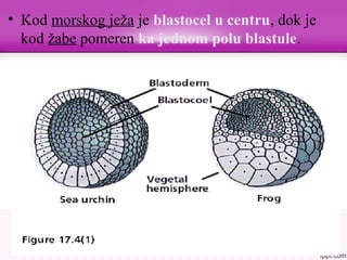 • Kod morskog ježa je blastocel u centru, dok je
kod žabe pomeren ka jednom polu blastule.
 