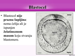 • Blastocel nije
prazna šupljina:
nema ćelija ali je
ispunjen
želatinoznom
masom koju stvaraju
blastomere.
Blastocel
 