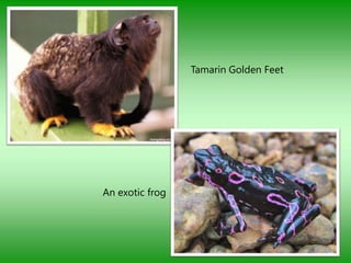 Tamarin Golden Feet




An exotic frog
 