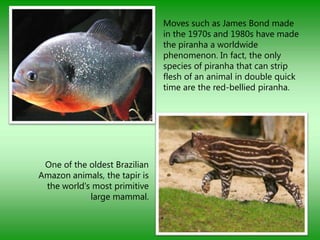 Moves such as James Bond made
                               in the 1970s and 1980s have made
                               the piranha a worldwide
                               phenomenon. In fact, the only
                               species of piranha that can strip
                               flesh of an animal in double quick
                               time are the red-bellied piranha.




 One of the oldest Brazilian
Amazon animals, the tapir is
 the world's most primitive
            large mammal.
 