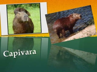 Capivara