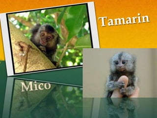 TamarinMico