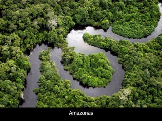 Amazonas 