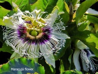 Maracujá flower 