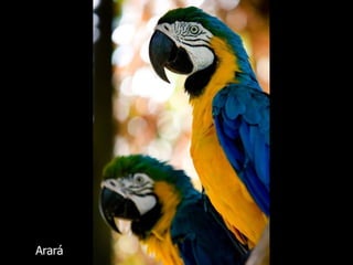 Arará 