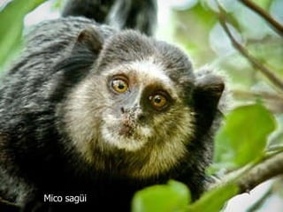 Mico sagüi 