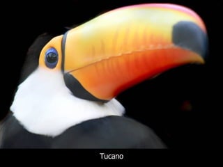Tucano 