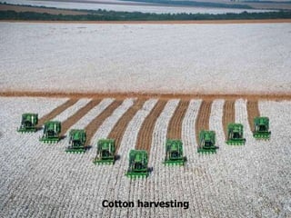 Cotton harvesting 