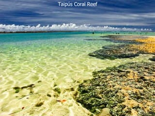 Taipús Coral Reef 