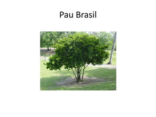 Pau Brasil
 