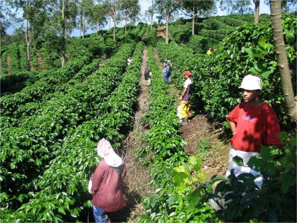 Brazilcoffee farm