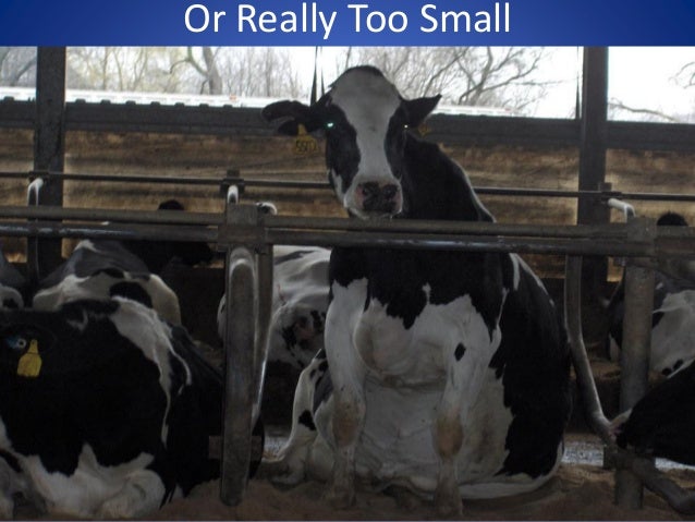Freestall Barn Evaluation And Renovation