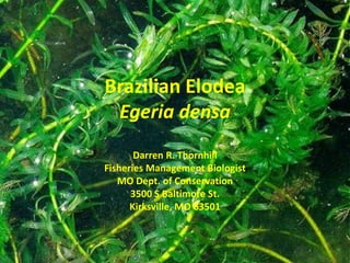 Brazilian Elodea
 Egeria densa
       Darren R. Thornhill
Fisheries Management Biologist
   MO Dept. of Conservation
      3500 S Baltimore St.
      Kirksville, MO 63501
 