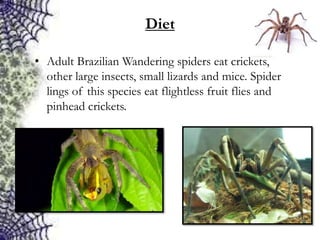 Brazilian wandering spiders. | PPTX