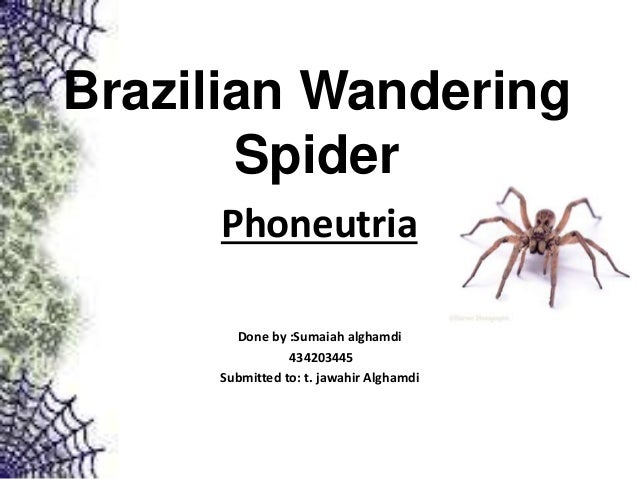 Brazilian Wandering Spiders